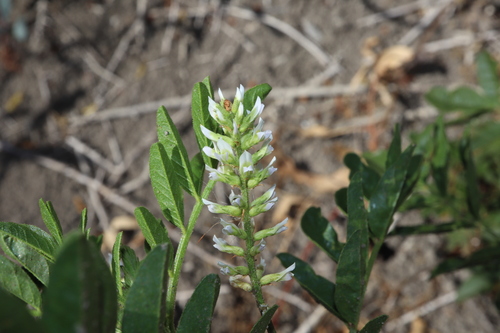 Image of Glycyrrhiza acanthocarpa by (c) Thomas Mesaglio, some rights reserved (CC BY)