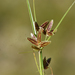 Shining Flatsedge - Photo (c) Mark Kluge, some rights reserved (CC BY-NC-ND), uploaded by Mark Kluge