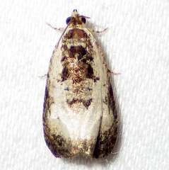Olethreutes malana