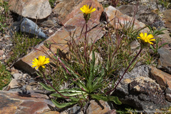 Pyrrocoma apargioides