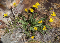 Pyrrocoma apargioides