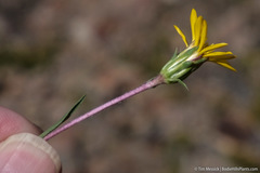Pyrrocoma apargioides