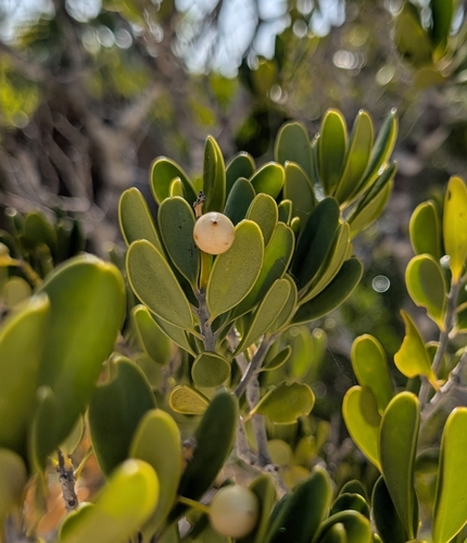 Image of Jacquinia keyensis by (c) Alan Prather, some rights reserved (CC BY)
