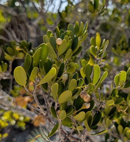 Image of Jacquinia keyensis by (c) Alan Prather, some rights reserved (CC BY)