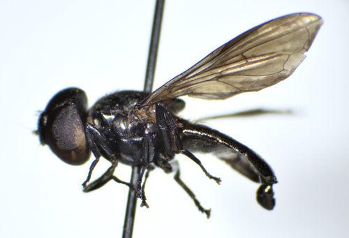 zwartpootgitje