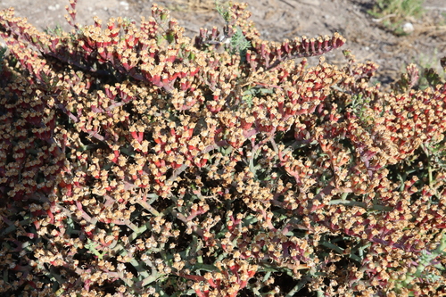 Image of Mesembryanthemum granulicaule by (c) Thomas Mesaglio, some rights reserved (CC BY)