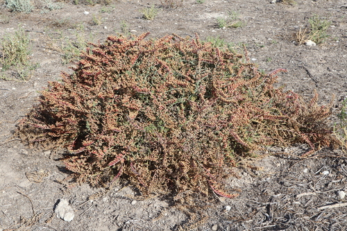 Image of Mesembryanthemum granulicaule by (c) Thomas Mesaglio, some rights reserved (CC BY)