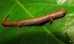 Common Dwarf Salamander photo 2