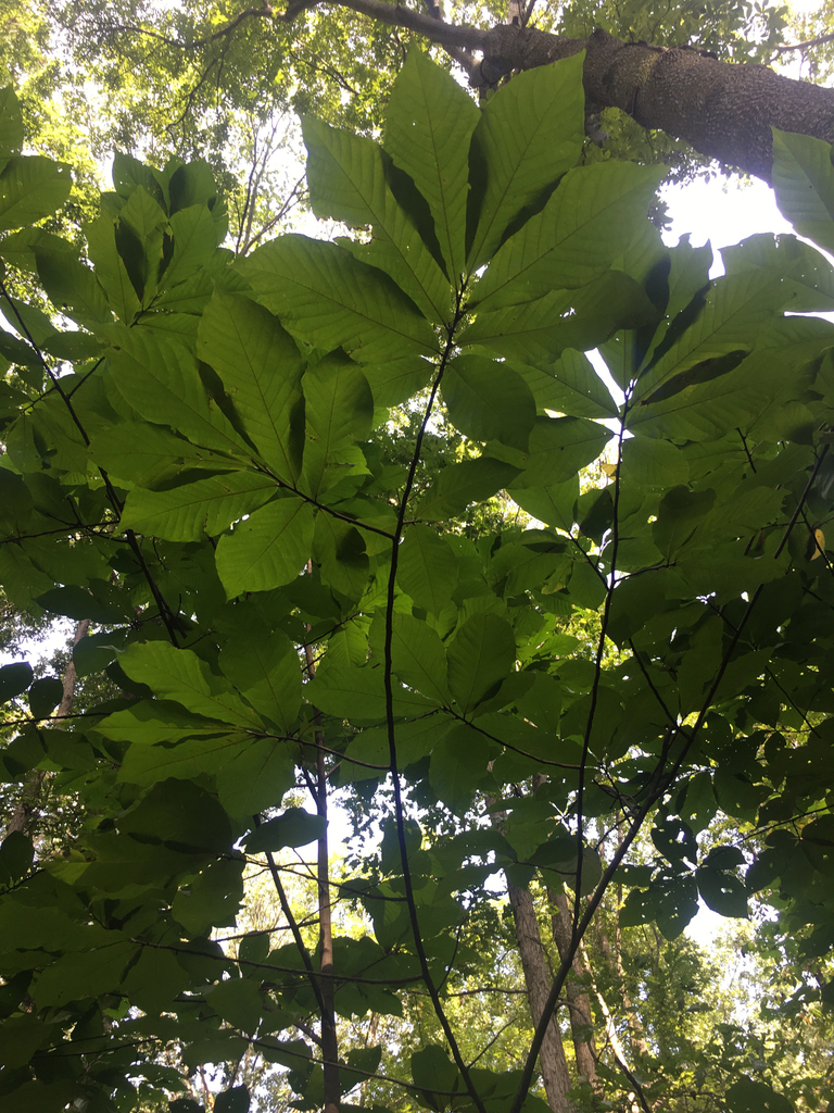 common pawpaw from Posey County, US-IN, US on September 8, 2016 at 10: ...