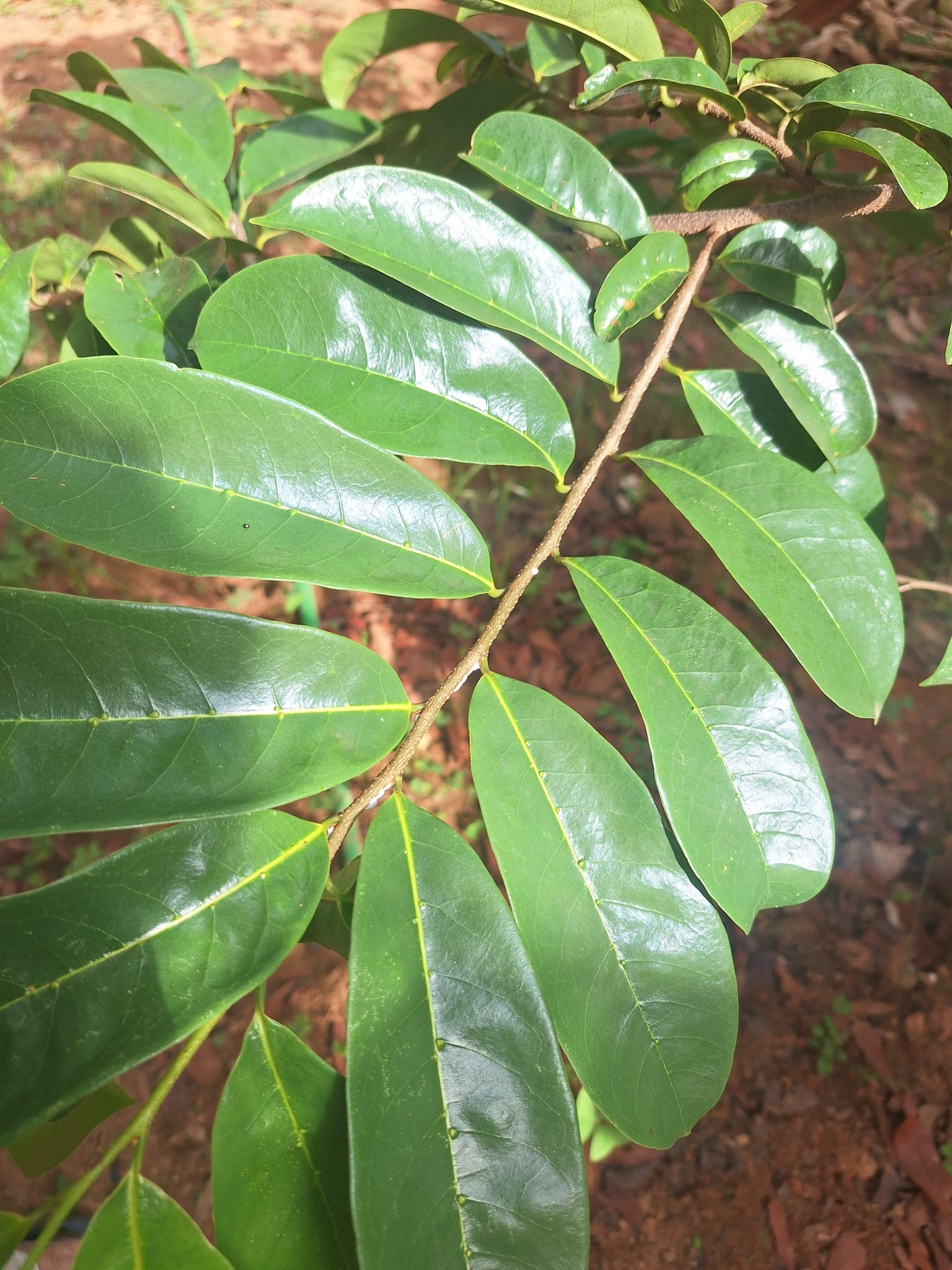 Annona muricata