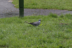 Columba palumbus