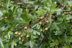 Crataegus monogyna