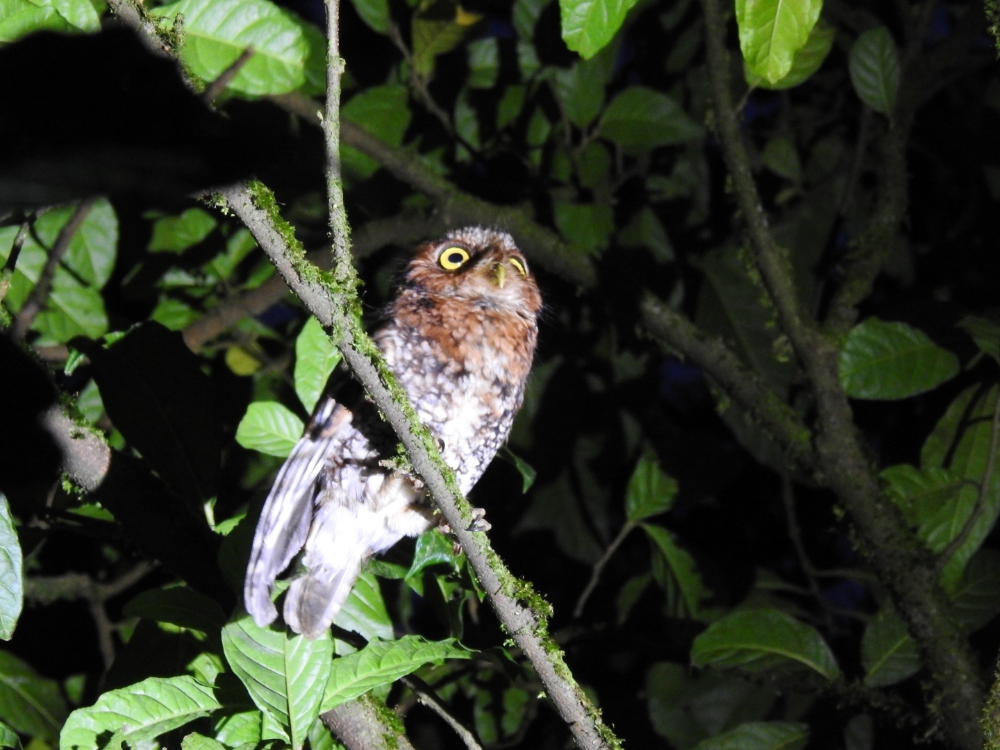 Bearded Screech Owl (Megascops barbarus), photo 2