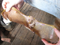 Nyctimene