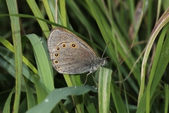 Coenonympha haydenii