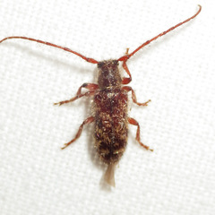 Eupogonius tomentosus