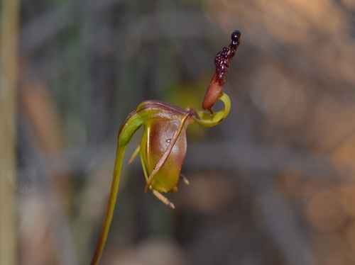 Alcock's Duck Orchid (Caleana alcockii)