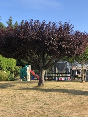 Prunus