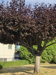 Prunus