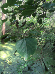 Populus heterophylla