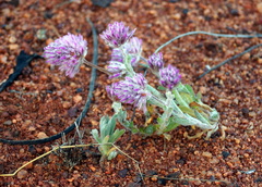 Ptilotus helipteroides