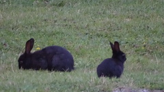 Oryctolagus cuniculus
