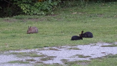 Oryctolagus cuniculus