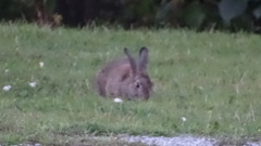 Oryctolagus cuniculus