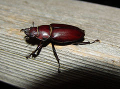 Lucanus elaphus