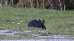 Oryctolagus cuniculus