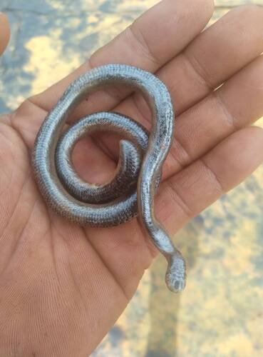 Müller's Blind Snake