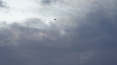 Hirundo rustica