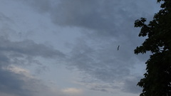 Aves