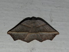 Metanema determinata