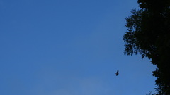 Aves