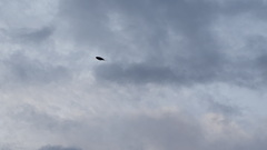 Hirundo rustica