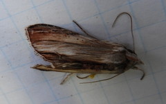 Cucullia convexipennis