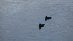 Fulica atra