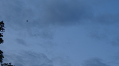 Hirundo rustica