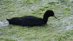 Fulica atra