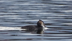 Podiceps cristatus