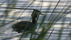 Podiceps cristatus