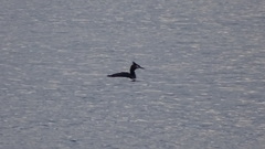 Podiceps cristatus