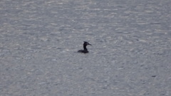 Podiceps cristatus