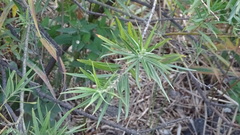 Hippophae rhamnoides