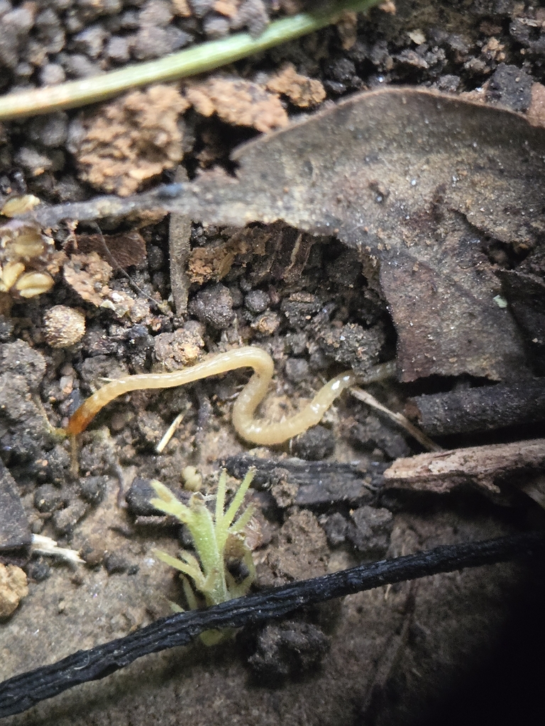 Schendylidae from Wuhu, CN-AH, CN on March 28, 2025 at 12:50 PM by 软香香 ...
