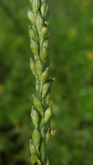 Urochloa texana