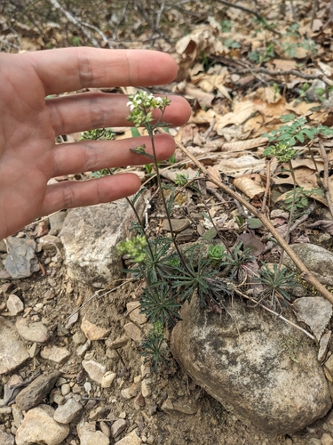 Image of Draba ramosissima by (c) Alaina Krakowiak, some rights reserved (CC BY)