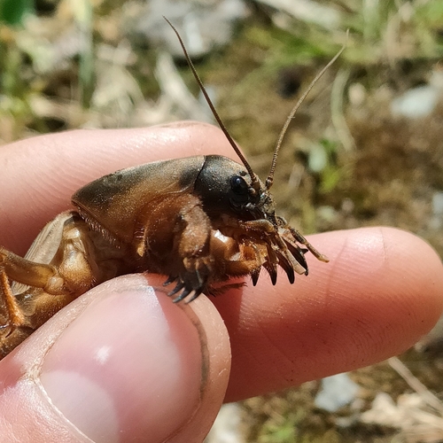 European Mole Cricket photo 5