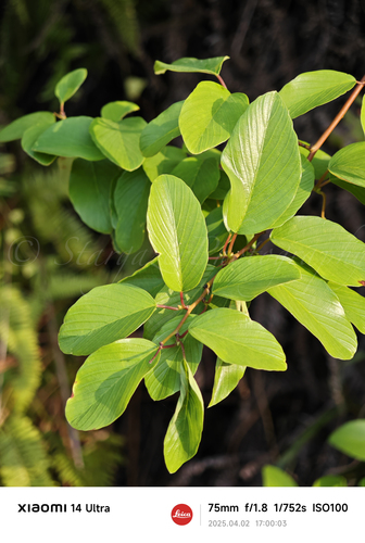 Berchemia racemosa iNat (1)